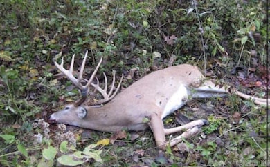 0000 Flannery Ln, Calico Rock, AR 72519 - photo 2