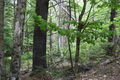 0 Pearl Lake Rd unit 6 4865405, Lisbon, NH 03585 - photo 5