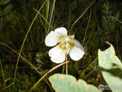 0 Elk Horn Trail unit 770264, Bellvue, CO 80512 - photo 7