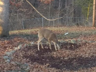 deer in backyard