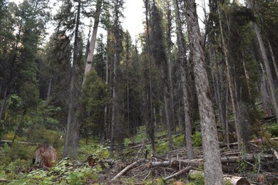 951 Wolverine Dr, Seeley Lake, MT 59868 - photo 5