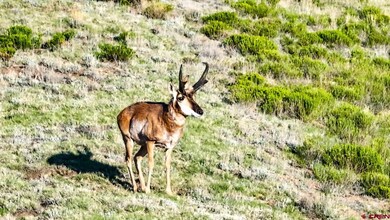 9173 Highway 24 unit The Preserve Ranch, Hartsel, CO 80449 - photo 5