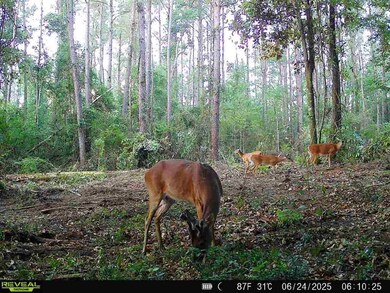 Hwy 1058 unit LotWP003, Kentwood, LA 70444 - photo 3