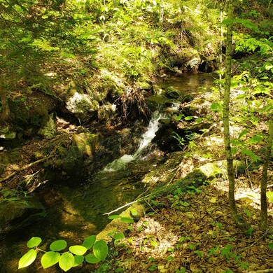 Bull Run River 1