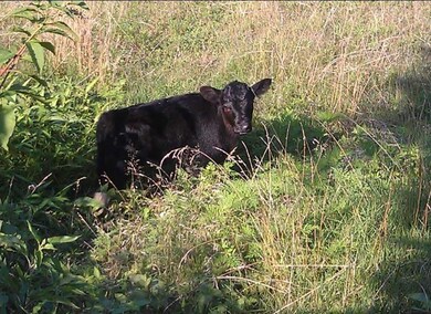 Need a place for your Cows? A perfect piece of land