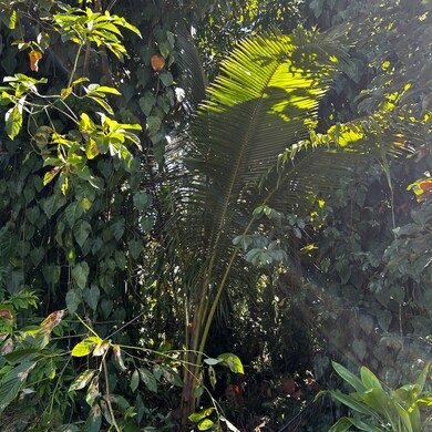 0 S Opae St unit 725855, Pahoa, HI 96778 - photo 7