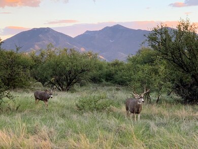 Deer