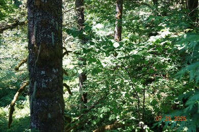 1 Duncan Creek Rd, Stevenson, WA 98648 - photo 3