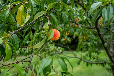 31 Pearson St, Litchfield, NH 03052 - photo 7