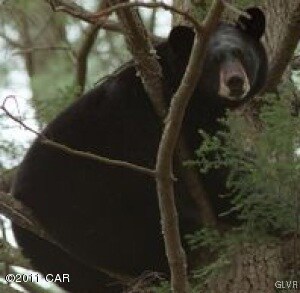 Area Wild Life