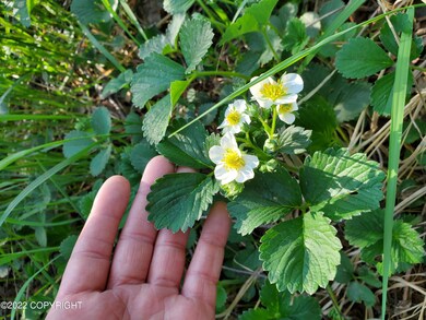 Hula Berries