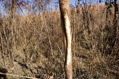 7 Barlow Rd, Rock Island, TN 38581 - photo 2