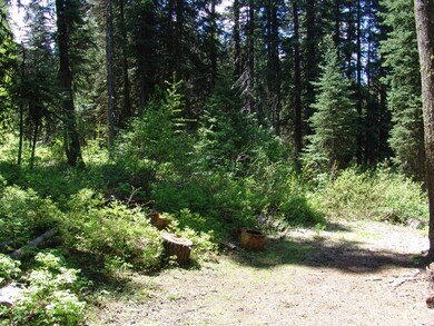 Listen to the Wind Thru the Trees
