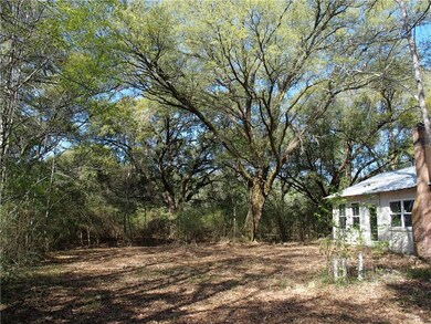Nice beautiful big oak trees