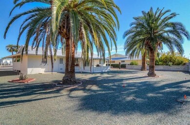Backyard - Mature Palms