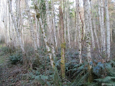 5813 183rd Avenue Kp S, Longbranch, WA 98351 - photo 4