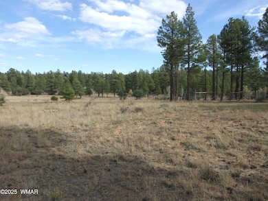 2925 Buckskin Canyon Rd, Heber-Overgaard, AZ 85928 - photo 4