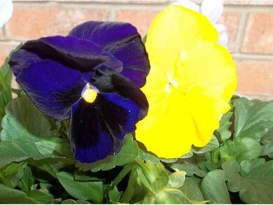 Spring is here and marks new beginnings.