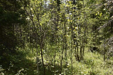 trail
