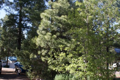 2311 W Willis, Show Low, AZ 85901 - photo 2