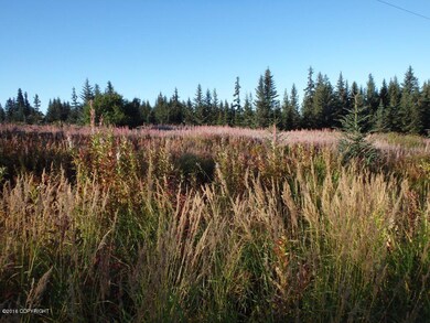 Wildflowers everywhere