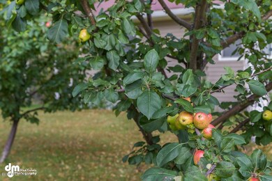 Apple Trees 1175-SMALL
