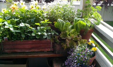 Deck flowers #3