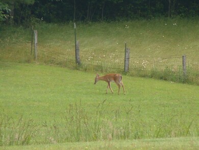 Deer in back