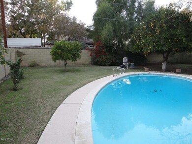 backyard 1