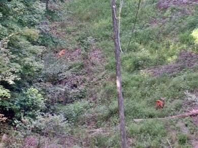 0 Albert Baker Rd, Somerset, KY 42501 - photo 3