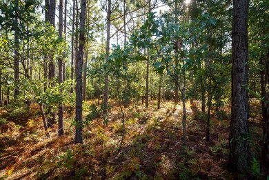 Your Own Hitchcock Woods