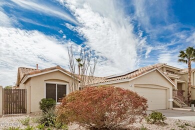 Mature Desert Landscaping