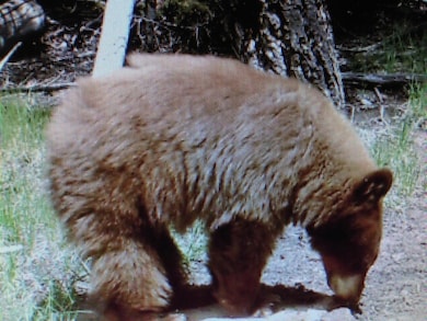 0 Forbes Rd unit 25-1253, Sangre de Cri, CO 81133 - photo 5