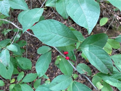Northern Spicebush, a good soil indicator