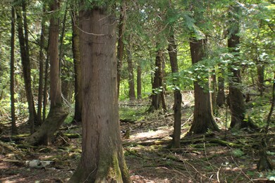 Wooded lot