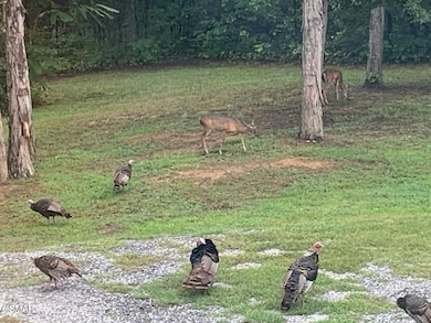 2516 Edgewater Ln, Dandridge, TN 37725 - photo 7