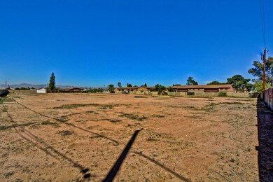 Ocotillo (7)