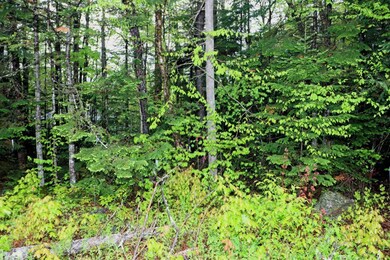 00 W Milan Rd, Milan, NH 03588 - photo 6