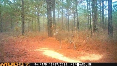 TBD Hooks Rd, Pittsview, AL 36871 - photo 4