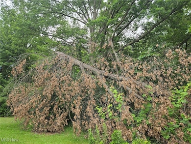 View of local wilderness