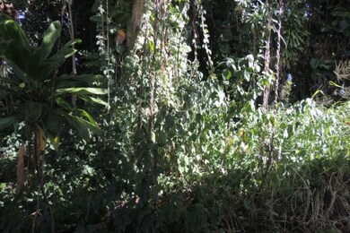 2035 Kinoole St, Hilo, HI 96720 - photo 7