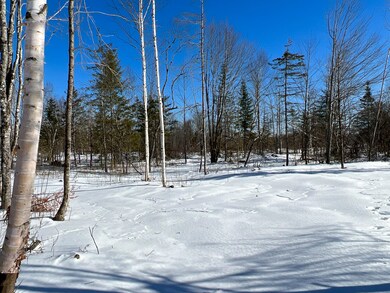 Mixed wood forest
