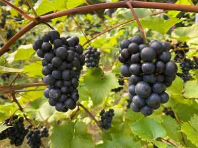 11 Walters Way, Exeter, NH 03833 - photo 3