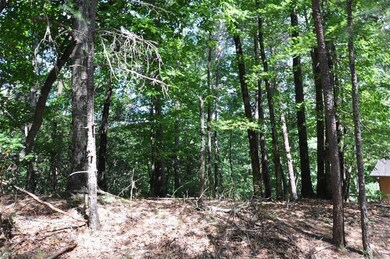 View of tree filled area