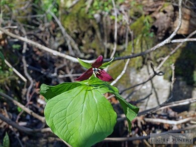 wildflowers: Trillium and other woodland wildflowe