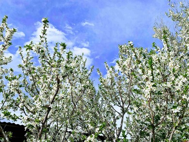 18145 Surface Creek Rd, Cedaredge, CO 81413 - photo 5