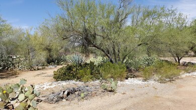 NATURAL DESERT VEGETATION