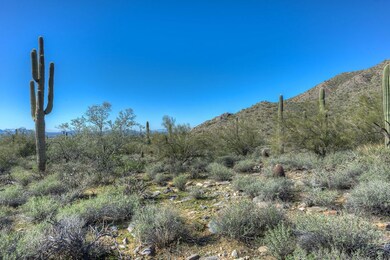 Cactus Garden