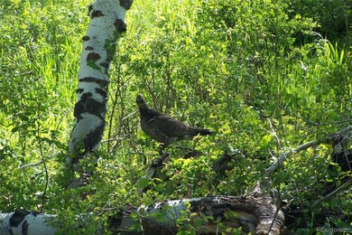 The ranch attract a variety of wildlife including