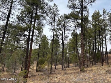 Ponderosa Pines
